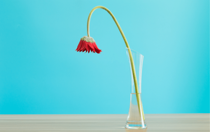 A Gerbera flower drooping down in a vase of water illustrates the danger of blame verse accountability in a work environment, as discussed by Southpac International.